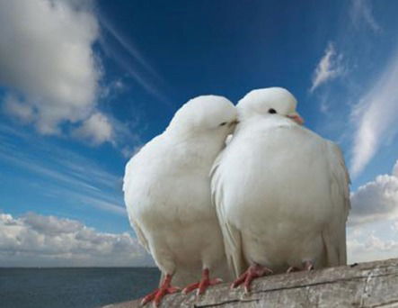 Данияр-Жанар Жунусовы