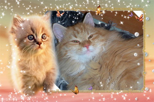 Елена Серафонтова