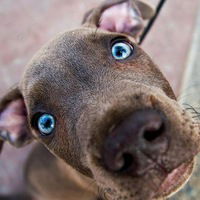 Станислав Попов-Васильев