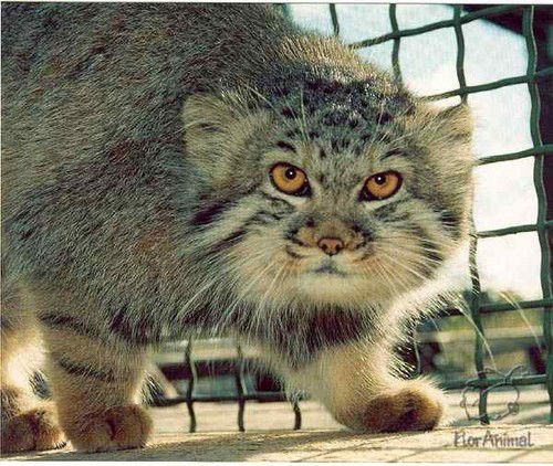 Эдита Таракановская