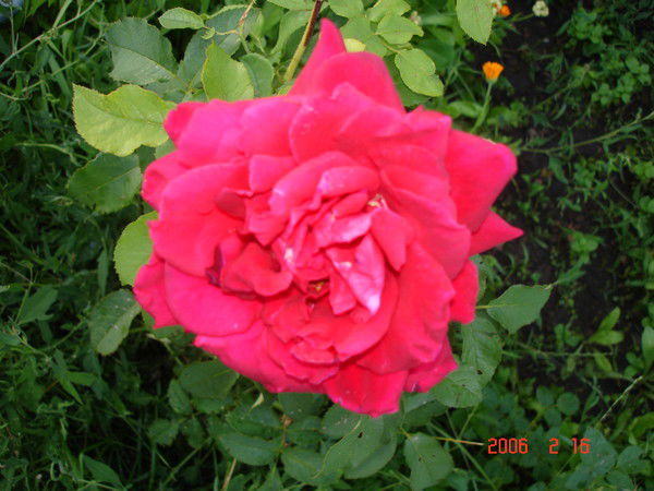 Василийекатерина Игнатьевы