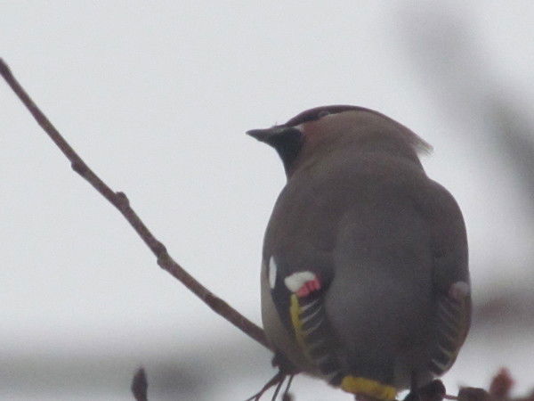 Владимир Линов