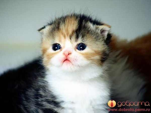 Вика Маркеева