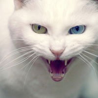 Светлана Фауст