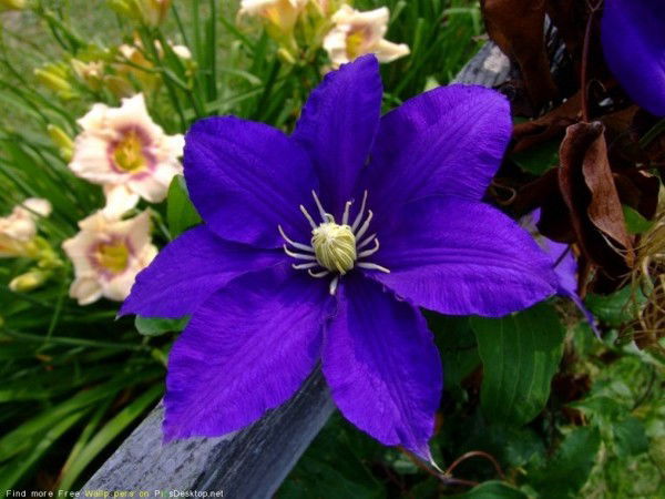 Ольга Лазарева