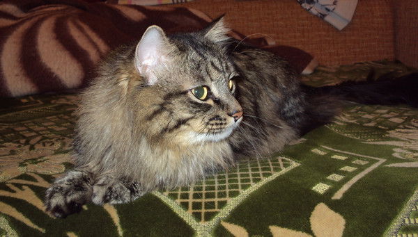 Василий Васильев