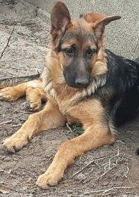 Мирослава Смола