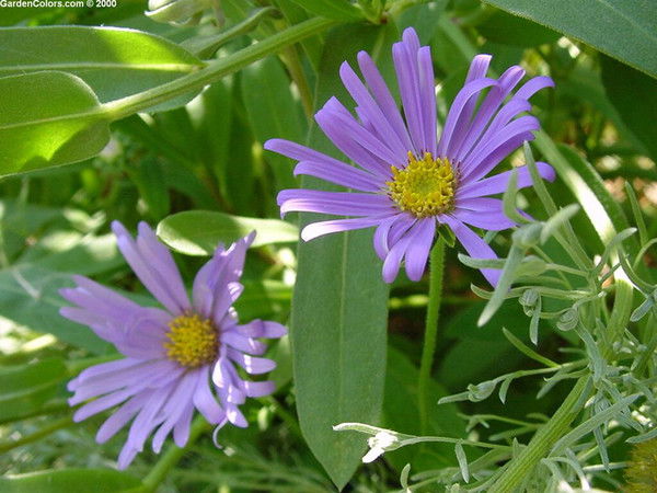 Елена Шульга