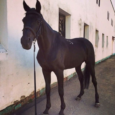 Импулинг Конь