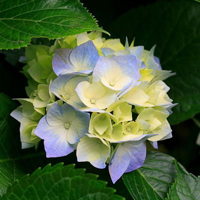 Раиса Котелева