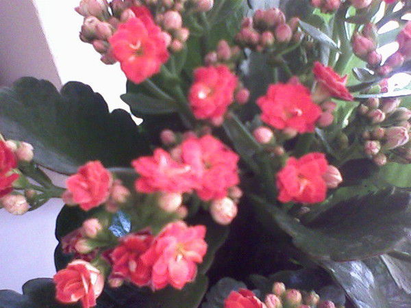 Дарига Сулейменова