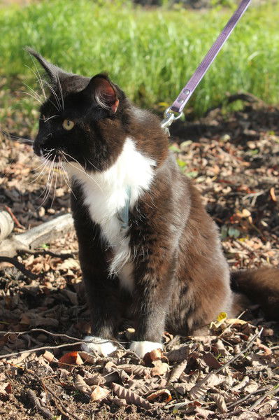 Питомник Мейн-Кунов