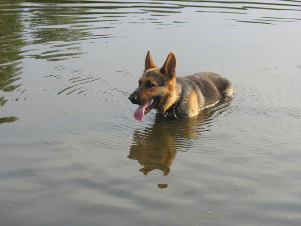 Александр Витковский