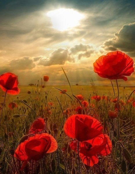 Анастасия Сорокина