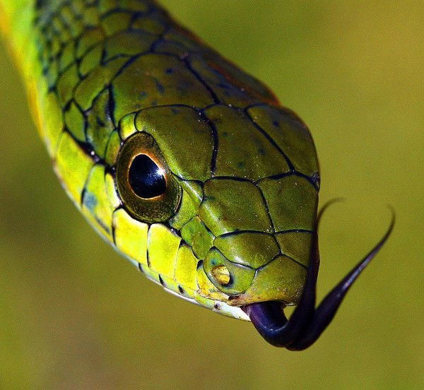 Алексей Романов