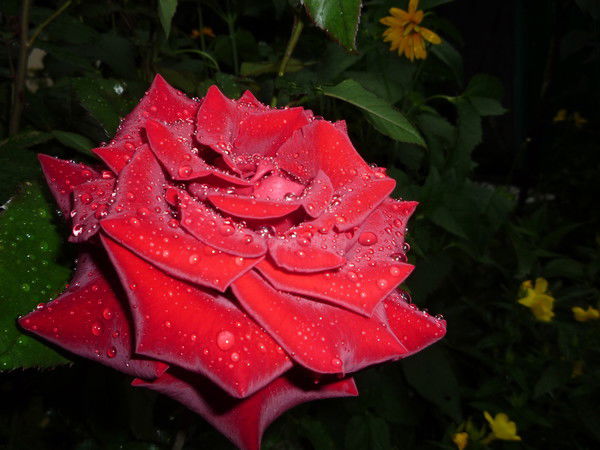 Ольга Володина