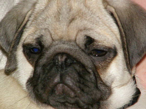 Даша Комарина