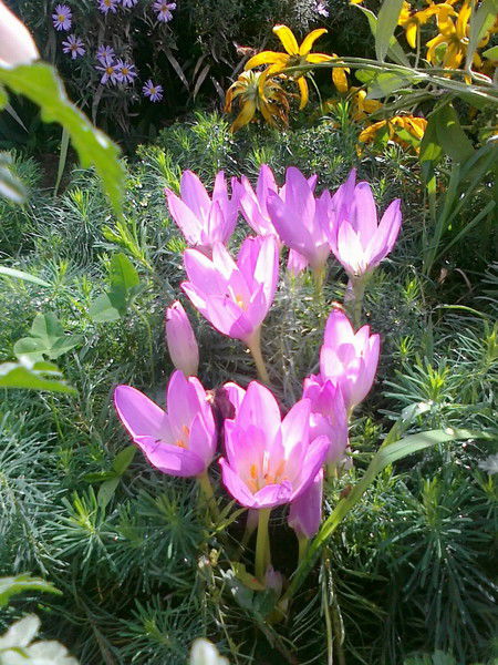 Aктилек Маматкулов