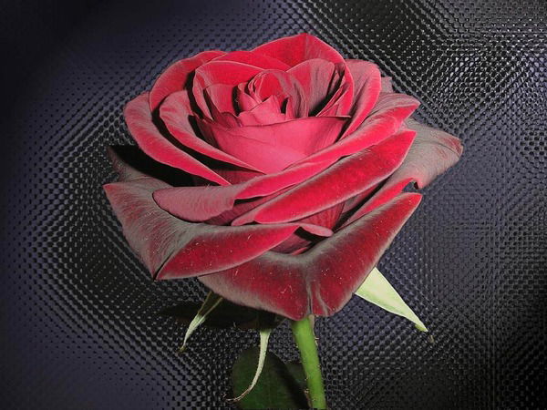 Гульмира Рустюмова