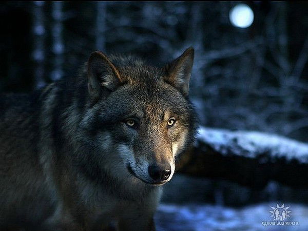 Валерий Никитин