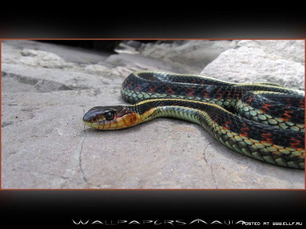 Дмитрий Сухов