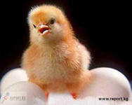 Птицефабрика Гурьевская