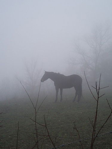 Анастасия Л.