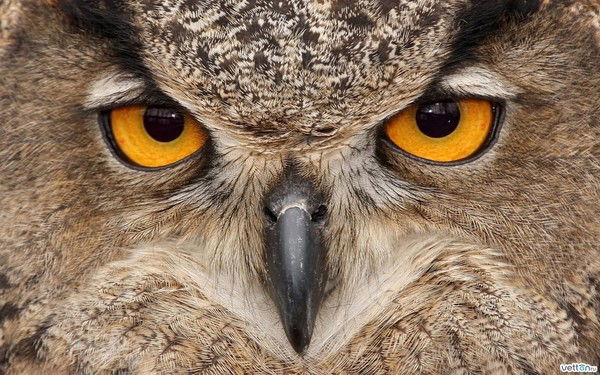 Владимир Пеняйкин