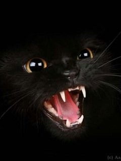 Елена Носик