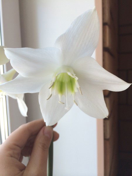 Ольга Собакина