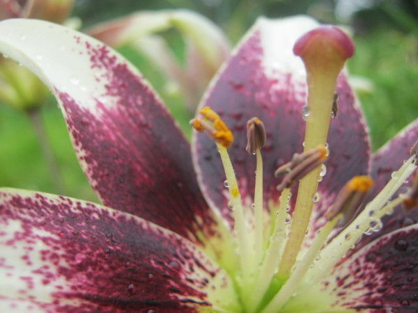 Margarita Bogolubova