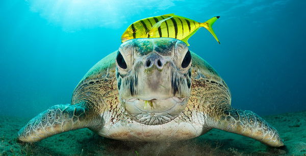 Айжан Кузембаева