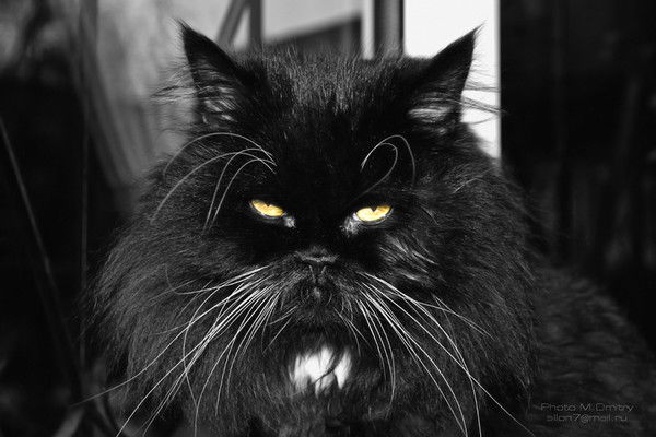 Жомарт Шалтаев