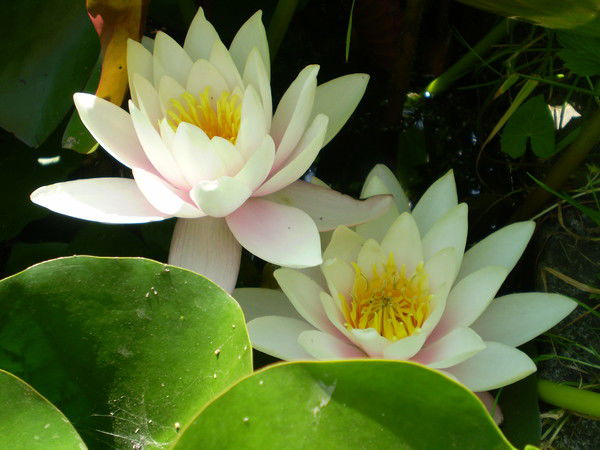 Виктория Петрус