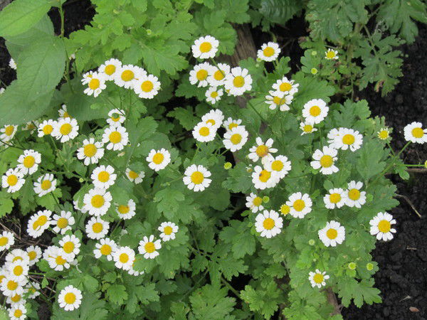 Лиля Исхакова