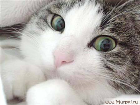 Константин Евстафьев