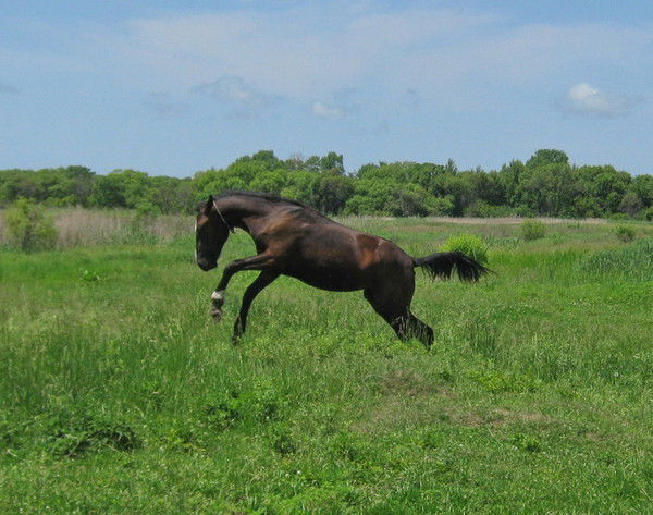 Василий Волынский