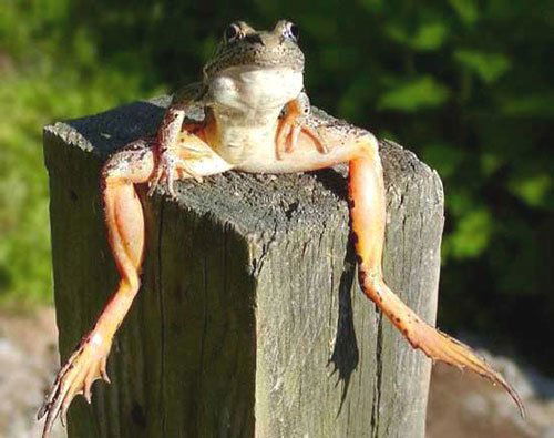 Артём Перятинский