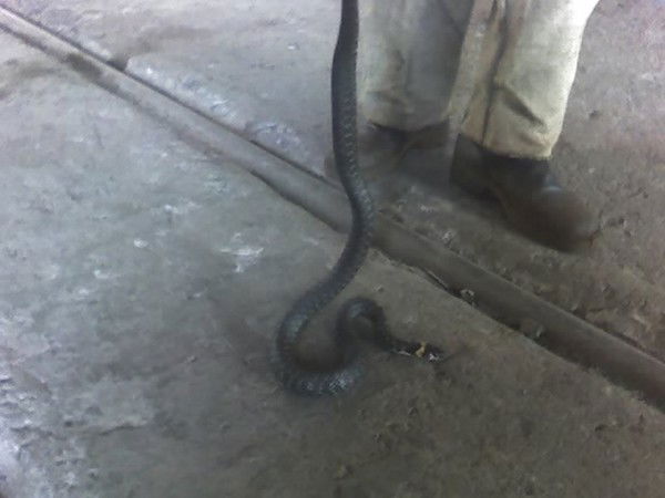 Сергей Дементьев