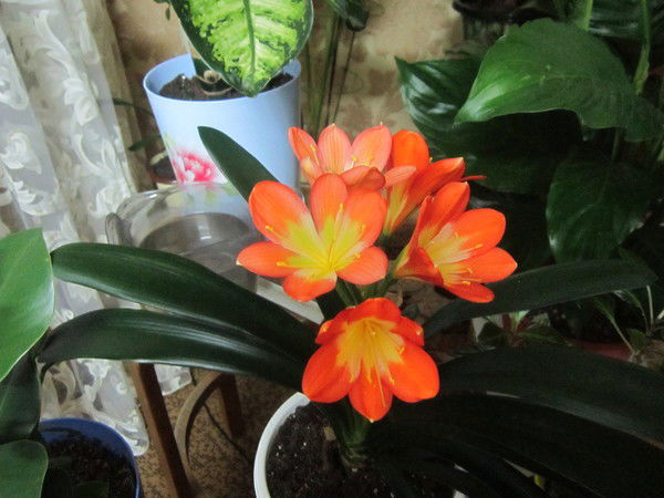 Надежда Путинцева