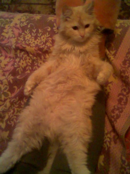 Владимир Рыбас