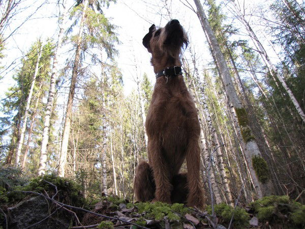 Томми Кирьянен