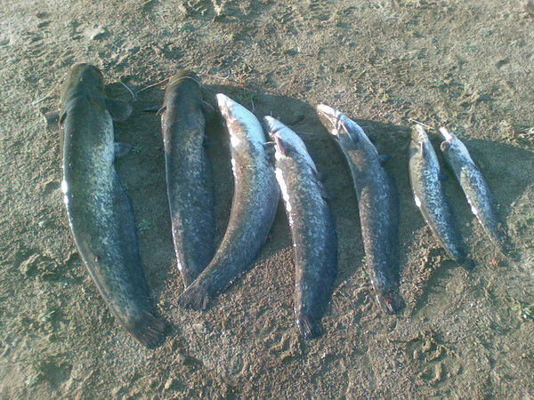 Олег Александрович