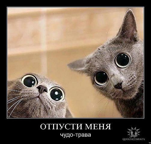 Станислав Шнур