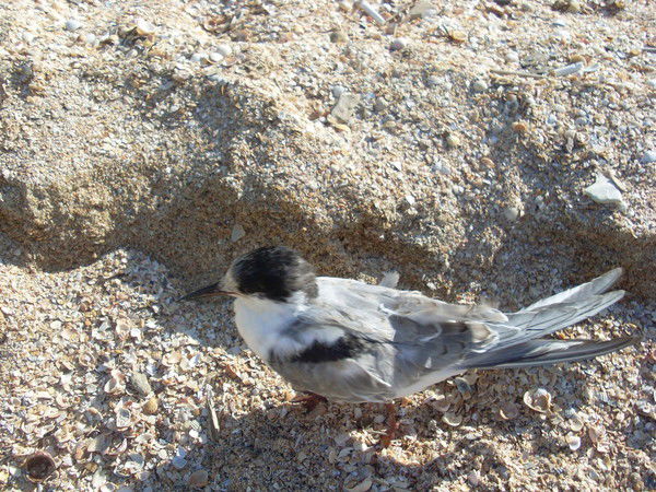 Гламурка Гламурка