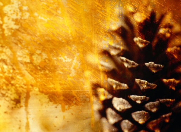 Светлана Шишкина