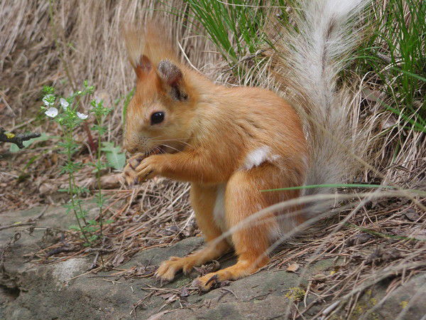 Анна Павлова