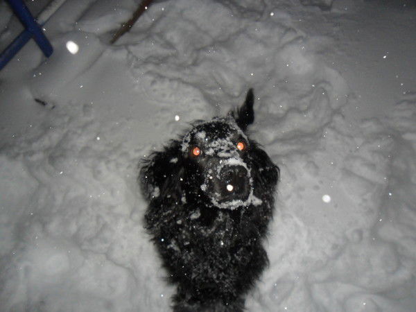 Елена Любовская