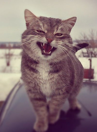 Игорь Булах