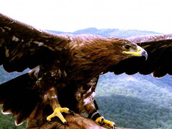 Ольга Бабаева